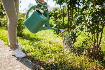 Close up image of senior woman watering plants in her garden. - 790820638