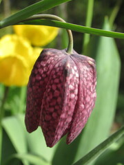 Zbliżenie na kwiat dzwonka wiosennego © Kumulugma