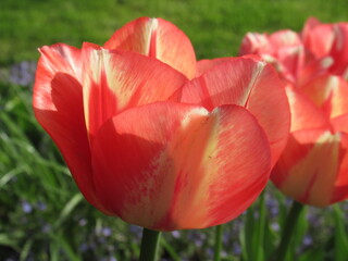 Zbliżenie na różowo-kremowy kwiat tulipana - obrazy, fototapety, plakaty
