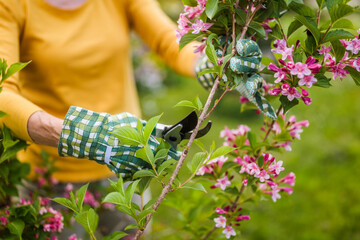 Close up image of senior woman gardening. She is pruning flowers.