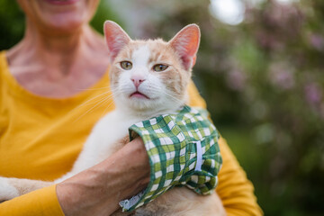 Close up image of cute cat, senior woman her owner is holding her while gardening in yard. - 790822227