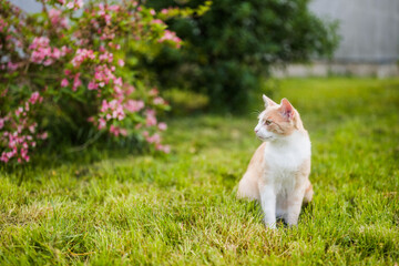 Portrait of beautiful domestic cat sitting and relaxing in green yard. - 790822228