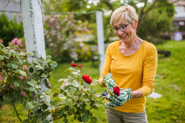 Portrait of happy senior woman gardening. She is pruning flowers. - 790822282