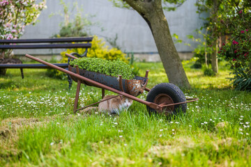 Image of cute domestic cat hiding below old cart in beautiful yard. - 790822445