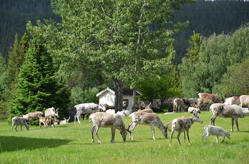 Reindeer flock