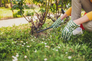 Close up image of senior woman gardening in her yard. She is using rake. - 790822608