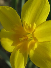Zbliżenie na żółty kwiat narcyza