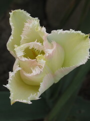 Zbliżenie na kwiat delikatnie różowego tulipana