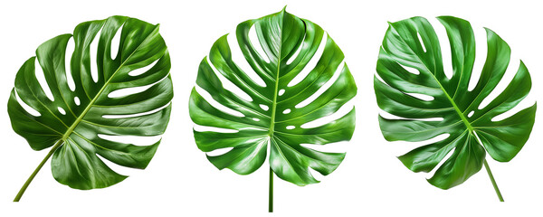 Set of monstera leaves cutout on transparent background