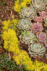 Rural plants, the natural beauty of flowers.