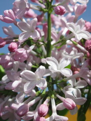 Zbliżenie na jasnoróżowe kwiaty rośliny z gatunku Syringa