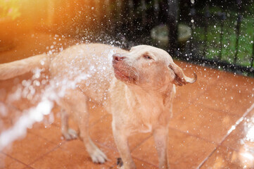 Spray water on labrador dog fur