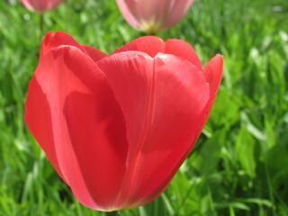 Zbliżenie na różowy kwiat tulipana - obrazy, fototapety, plakaty