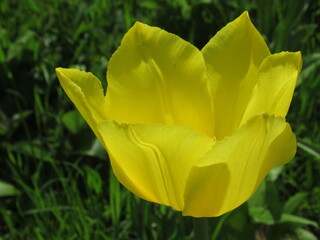 Zbliżenie na żółte kwiaty tulipana