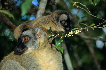 Naklejka premium Lemur fauve à front roux, Eulemur fulvus rufus, Femelle et jeune, Madagascar
