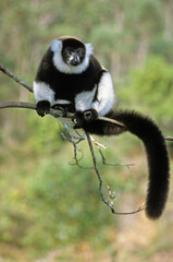 Naklejka premium Lemur vari noir et blanc/ variecia v.variegata / Madagascar