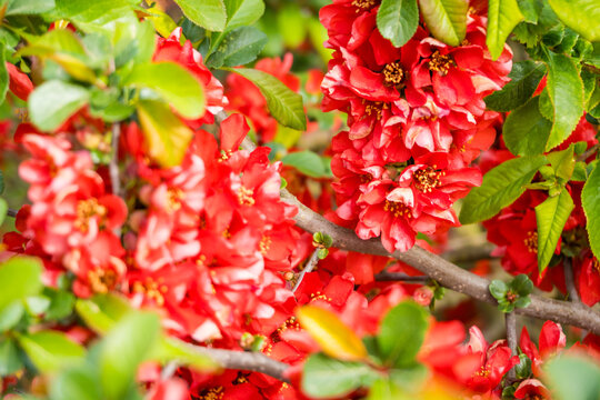 Closeup of flowering of Japanese quince or Chaenomeles japonica tree in spring