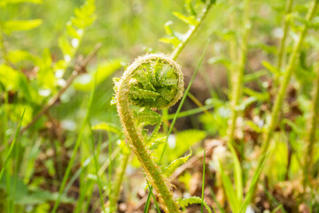 Beautiful Close Up View Of Fresh Green Young Wild Ferns Plantation Bud 