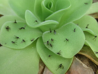 Zbliżenie na roślinę owadożerną z gatunku pinguicula pokrytą małymi muszkami