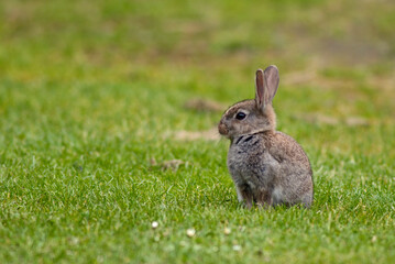 Lapin de garenne, Oryctolagus cuniculus