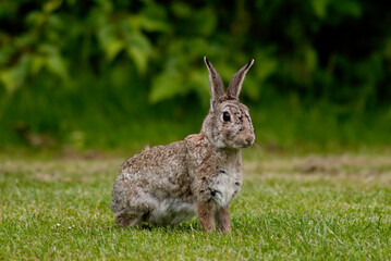 Lapin de garenne, Oryctolagus cuniculus