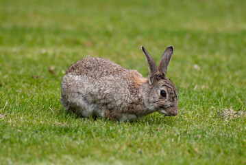 Lapin de garenne, Oryctolagus cuniculus