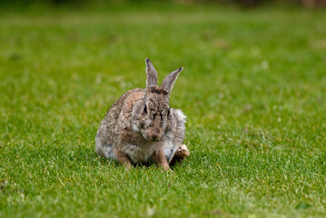 Lapin de garenne, Oryctolagus cuniculus