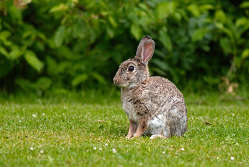 Lapin de garenne, Oryctolagus cuniculus
