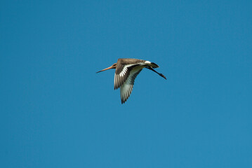 Barge à queue noire,.Limosa limosa, Black tailed Godwit