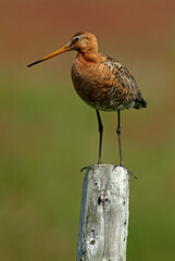 Barge à queue noire,.Limosa limosa, Black tailed Godwit
