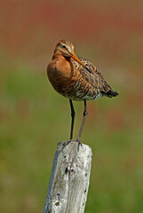 Barge à queue noire,.Limosa limosa, Black tailed Godwit