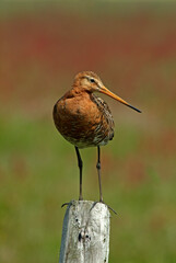 Barge à queue noire,.Limosa limosa, Black tailed Godwit