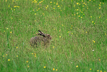 Lièvre d'Europe, Lièvre brun, Lepus europaeus