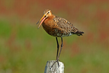 Barge à queue noire,.Limosa limosa, Black tailed Godwit