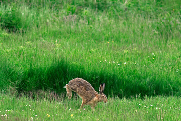 Lièvre d'Europe, Lièvre brun, Lepus europaeus