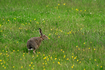 Lièvre d'Europe, Lièvre brun, Lepus europaeus