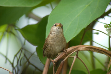 Troglodyte mignon,.Troglodytes troglodytes, Eurasian Wren