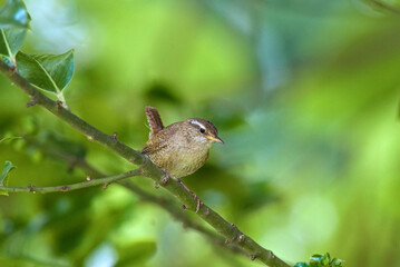Troglodyte mignon,.Troglodytes troglodytes, Eurasian Wren