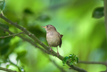 Troglodyte mignon,.Troglodytes troglodytes, Eurasian Wren