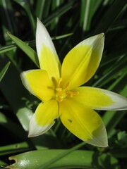 Fototapeta na wymiar Zbliżenie na żółty kwiat tulipana botanicznego