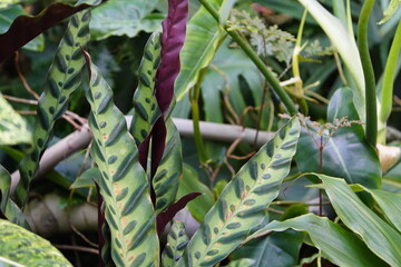 Calathea lancifolia, Goeppertia lancifolia), the rattlesnake plant, is a species of flowering plant...