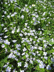 Obraz na płótnie Canvas Zbliżenie na błękitne kwiaty rośliny z gatunku Veronica chamaedrys