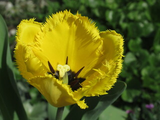 Zbliżenie na kwiat żółtego strzępiastego tulipana