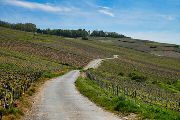Fototapeta na wymiar Champagne vineyards in early spring.