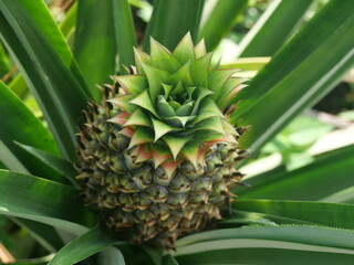 pineapple in the garden
