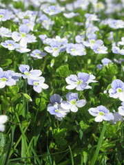 Zbliżenie na błękitne kwiaty rośliny z gatunku Veronica chamaedrys - obrazy, fototapety, plakaty