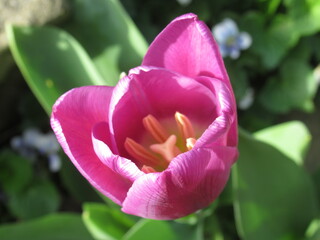 Zbliżenie na różowy kwiat tulipana