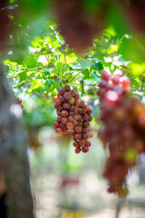 Grapes from Bauang La Union Philippines