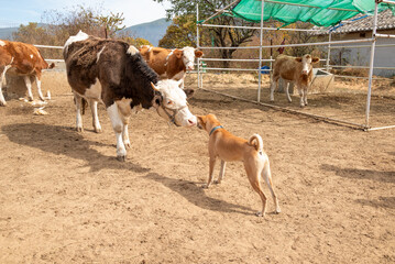 Asia China Yunnan Sha Xi Farm - Cows and Dogs Fighting