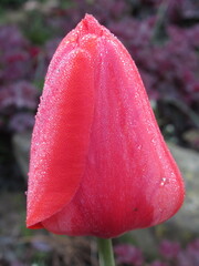 Zbliżenie na czerwony kwiat tulipana - obrazy, fototapety, plakaty